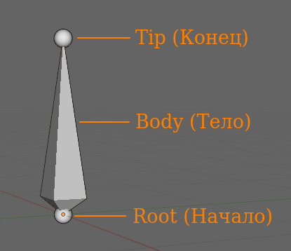 Строение кости: начало (head), тело (body), конец (tip)